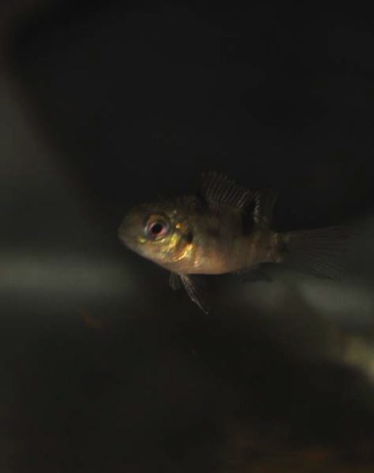 Pelmatochromis buettikoferi (Steindachner, 1895) NVC web